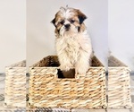 Small #2 Shih Tzu