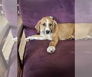 Dave and Jeff - Male Mutt Dog for Adoption - Photo #2