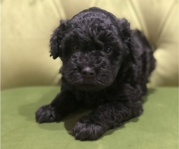 Medium Photo #2 Poodle (Miniature)-Whoodle Mix Puppy For Sale in WHITNEY, TX, USA