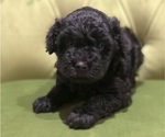 Small Photo #2 Poodle (Miniature)-Whoodle Mix Puppy For Sale in WHITNEY, TX, USA