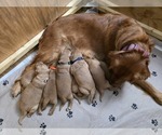 Small #6 Golden Retriever