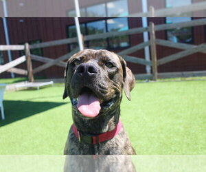 Mutt Dogs for adoption in Chestertown, MD, USA