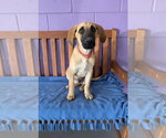 Small #1 Anatolian Shepherd Mix