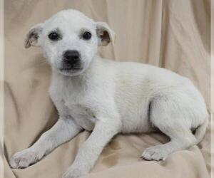 Medium Labrador Retriever Mix