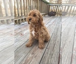 Puppy 1 Cocker Spaniel-Poodle (Miniature) Mix