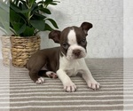 Small #4 Boston Terrier