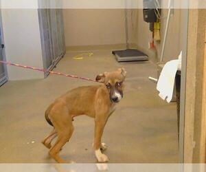 American Pit Bull Terrier-Unknown Mix Dogs for adoption in Sacramento, CA, USA