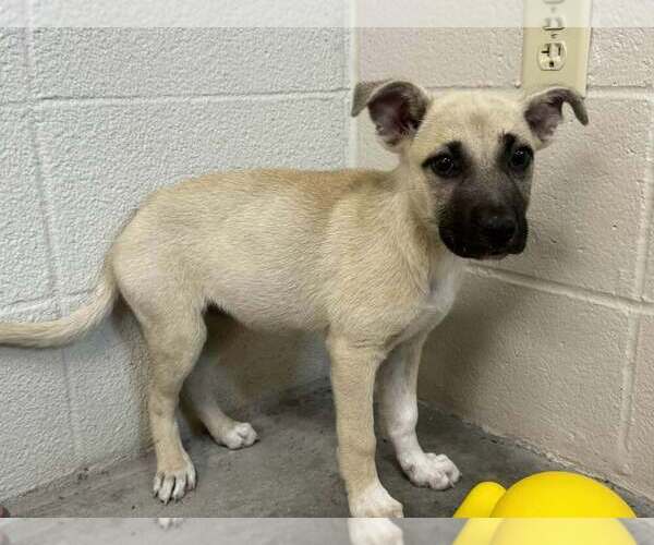 Medium Photo #3 Mutt Puppy For Sale in Abbeville, LA, USA