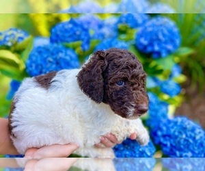 Bernedoodle Puppy for Sale in SOCIAL CIRCLE, Georgia USA