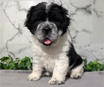 Puppy Oreo Cocker-Pei