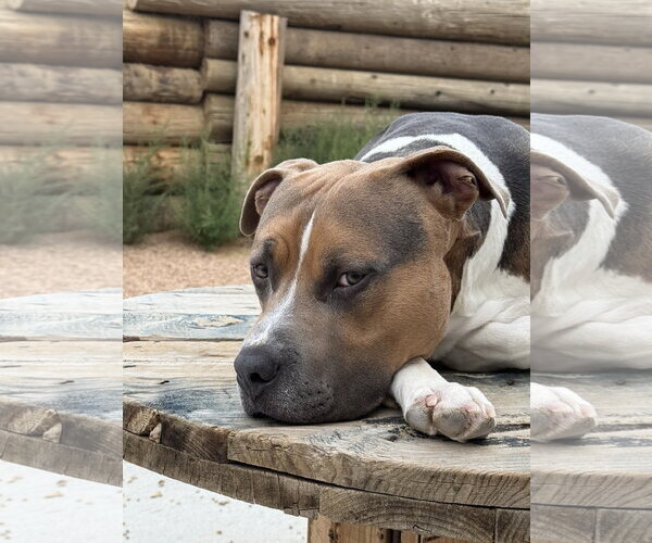 Medium Photo #2 Mutt Puppy For Sale in Fort Collins, CO, USA