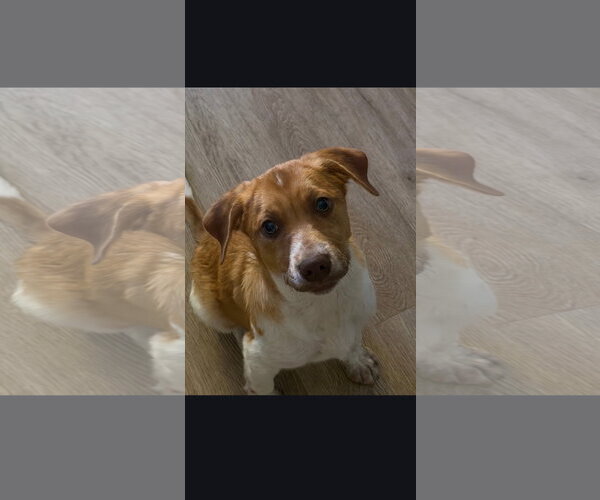 Medium Photo #1 Beagle-Unknown Mix Puppy For Sale in Westminster, MD, USA