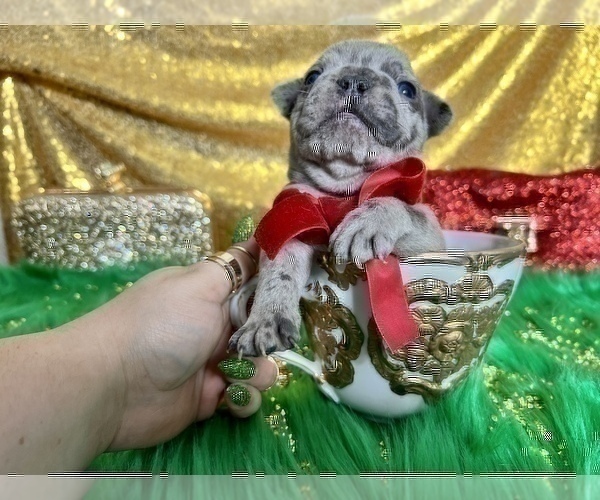 Medium Photo #31 French Bulldog Puppy For Sale in HAYWARD, CA, USA