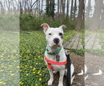 Small #3 American Pit Bull Terrier
