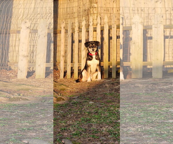 Medium Photo #16 Mutt Puppy For Sale in Doylestown, PA, USA