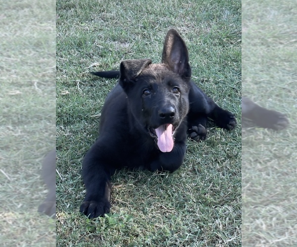 Medium Photo #1 German Shepherd Dog Puppy For Sale in WACO, TX, USA