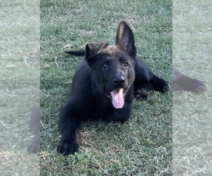 German Shepherd Dog Puppy for sale in WACO, TX, USA