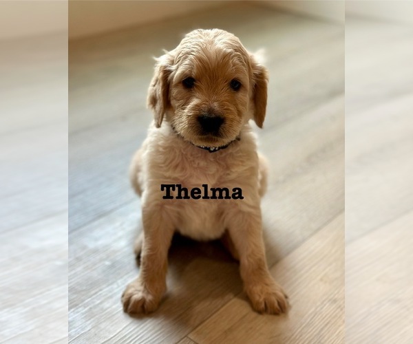 Medium Photo #16 Goldendoodle Puppy For Sale in MARICOPA, AZ, USA