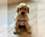 Small #15 Goldendoodle