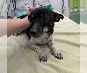 Chihuahua-Unknown Mix Dogs for adoption in Chico, CA, USA