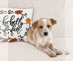 Small #2 Australian Cattle Dog