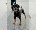 Small Rottweiler