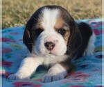 Puppy Kinley Beagle