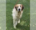 Small #3 Great Pyrenees