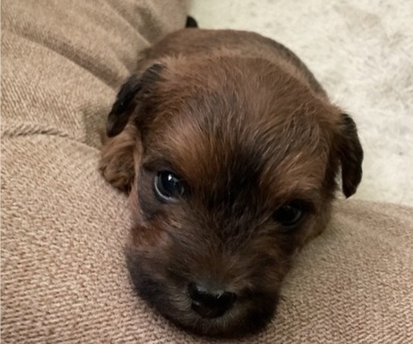 Medium Photo #34 Poocan Puppy For Sale in FAIR OAKS, CA, USA