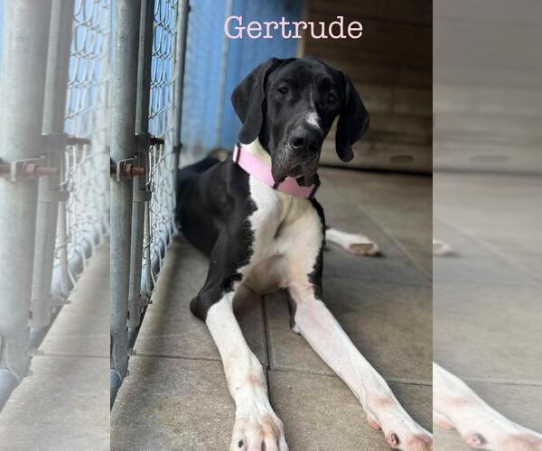 Medium Photo #3 Great Dane Puppy For Sale in Palm Beach, FL, USA