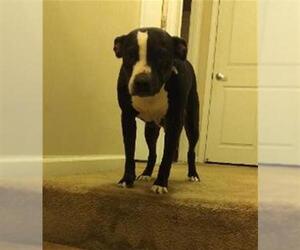 Medium American Pit Bull Terrier