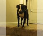 Small American Pit Bull Terrier