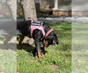 Rottweiler Puppy for Sale in VONORE, Tennessee USA