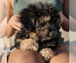 Puppy Licorice Miniature Australian Shepherd-Poodle (Toy) Mix