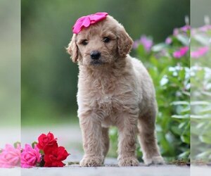 Goldendoodle Puppy for sale in FLATGAP, KY, USA