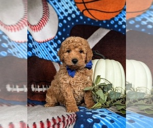 Miniature Labradoodle Puppy for sale in QUARRYVILLE, PA, USA