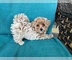 Puppy Puppy 2 Maltipoo