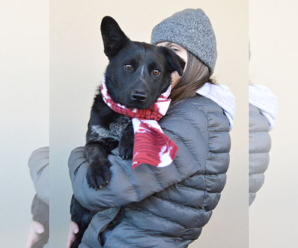 Medium Photo #2 Unknown-Welsh Corgi Mix Puppy For Sale in McKinney, TX, USA