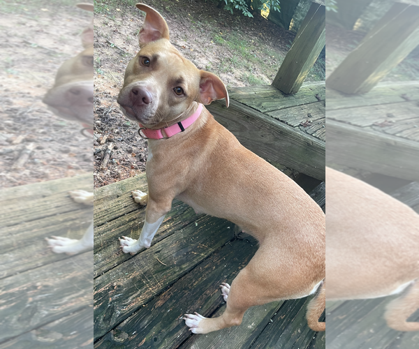 Medium Photo #3 Mutt Puppy For Sale in Decatur, GA, USA