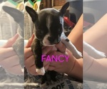 Puppy Fancy Boston Terrier