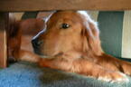 Small Photo #1 Golden Retriever Puppy For Sale in MONON, IN, USA