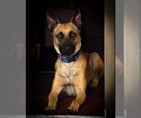 Medium Photo #5 Mutt Puppy For Sale in Imlay City, MI, USA