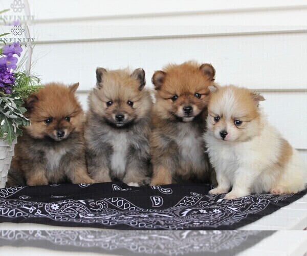 Medium Photo #4 Pomeranian Puppy For Sale in EAST EARL, PA, USA
