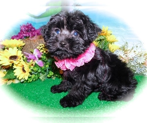 Poodle (Toy)-Yorkshire Terrier Mix Puppy for sale in HAMMOND, IN, USA