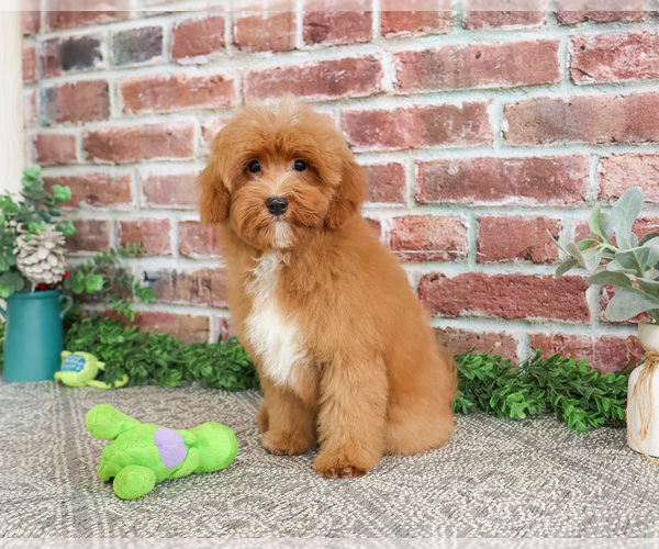 Medium Photo #5 Cavapoo (Miniature) Puppy For Sale in SYRACUSE, IN, USA