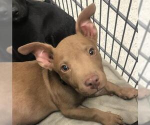 Labrador Retriever-Unknown Mix Dogs for adoption in Conroe, TX, USA