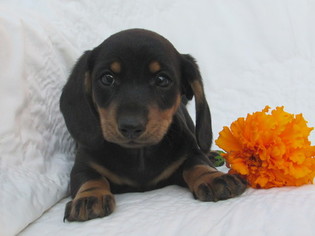Dachshund Puppy for sale in CRYSTAL, MI, USA