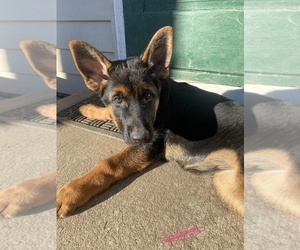 German Shepherd Dog Puppy for sale in GLENDALE, WI, USA