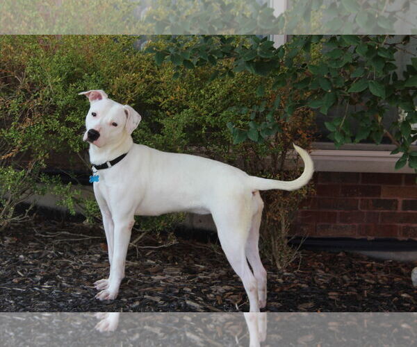 Medium Photo #2 American Pit Bull Terrier-Unknown Mix Puppy For Sale in Plainfield, IL, USA