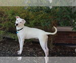 Small #1 American Pit Bull Terrier Mix